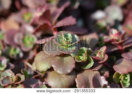 Stonecrop Dragons Blood - Latin Name - Sedum Spurium Schorbuser Blut