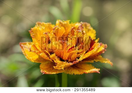 Sensual Touch Tulip. Orange Double Petal Tulip
