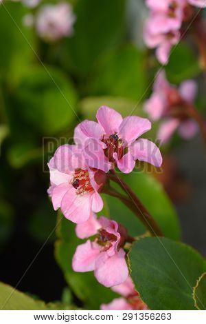 Bergenia Harzkristall - Latin Name - Bergenia Cordifolia Harzkristall