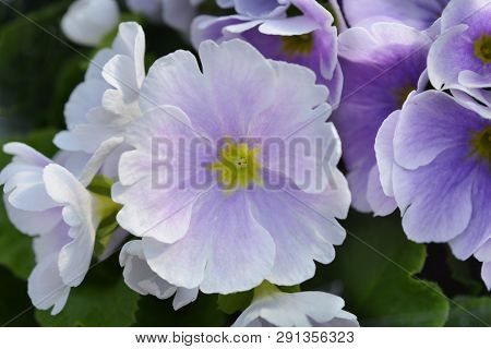 White And Purple Poison Primrose - Latin Name - Primula Obconica