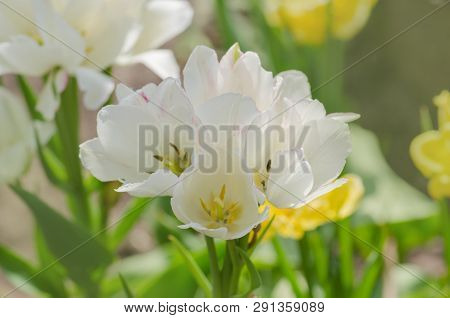 Tulip Weisse Berliner