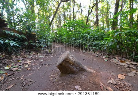 Stump In Middle Of Footpath, Cutdown Tree For Solve Problem, Stump Obstacle On Way, Forest Environme