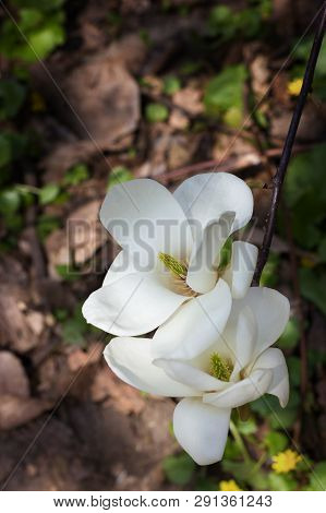 Symbol Of Spring, Female Charm And Chastity - Closeup Of Two Magnolia Flowers On Natural Background 