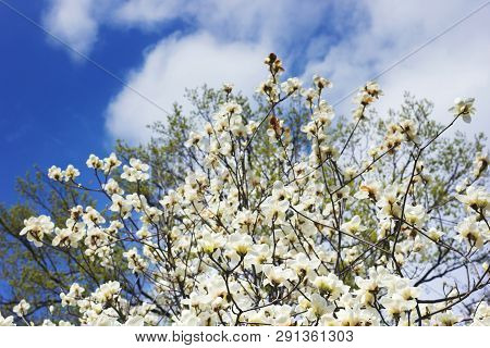 Symbol Of Spring, Female Charm And Chastity - Magnolia Flower Natural Blooming Branches On Blue Sky 