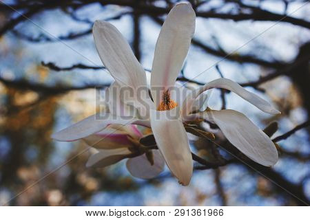 Symbol Of Spring, Female Charm And Chastity - Closeup Of Magnolia Flower On Natural Background For F