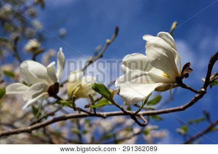 Symbol Of Spring, Female Charm And Chastity - Closeup Of Magnolia Flower On Natural Background For F