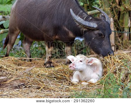 Big Black Thai Buffalo Has White Baby, Recessive And Dominant Gene Of Mendel Law, Uncommon Color Ski