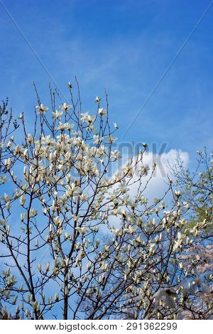 Symbol Of Spring, Female Charm And Chastity - Magnolia Flower Natural Blooming Branches On Blue Sky 
