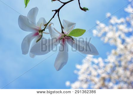 Symbol Of Spring, Female Charm And Chastity - Magnolia Flower Natural Blooming Branches On Blue Sky 