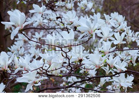 Symbol Of Spring, Female Charm And Chastity - Magnolia Flower Natural Blooming Branches For Fresh Sp