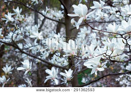 Symbol Of Spring, Female Charm And Chastity - Magnolia Flower Natural Blooming Branches For Fresh Sp