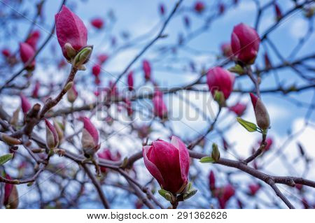 Symbol Of Spring, Female Charm And Chastity - Magnolia Flower Natural Blooming Branches On Blue Sky 