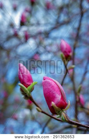 Branch With Purple Magnolia Flower Buds On Natural Background For Spring Renewal Design, Cold Gamma,