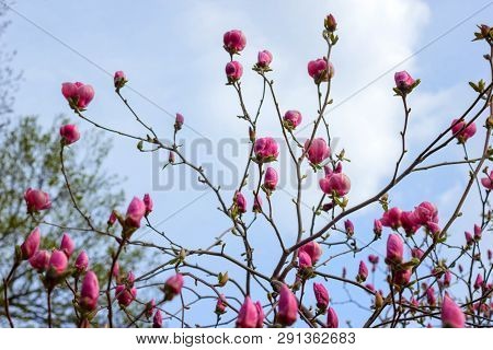 Symbol Of Spring, Female Charm And Chastity - Magnolia Flower Natural Blooming Branches On Blue Sky 
