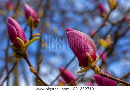 Branch With Purple Magnolia Flower Buds On Natural Background For Spring Renewal Design, Cold Gamma,