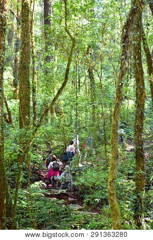 Travelers Traveling On Footpath In Rainforest, Ecotourism In Beautiful Nature Environment In Trail O