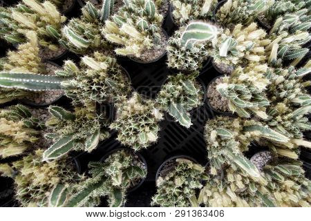 Top View Close Up Image On Many Kind Of Cute Cactus In Small Round Flowerpots, Plant Growth In Busin