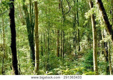 Evergreen Forest Trees Environment, Ecology Of Green Tree In Tropical Forest, Good Environment Conce