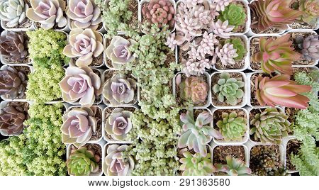 Top View Close Up Image On Many Kind Of Cute Cactus In Small Square Flowerpots, Plant Growth In Busi