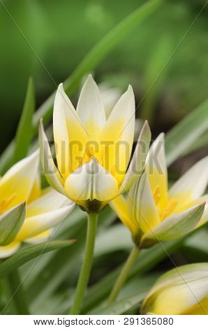 Tulipa Tarda Growing In Garden