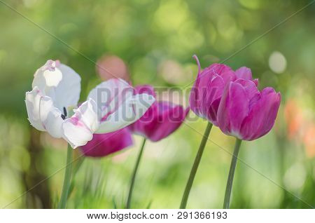 Mix Color Tulip Flower. Mix Of Tulips Flowers In Garden