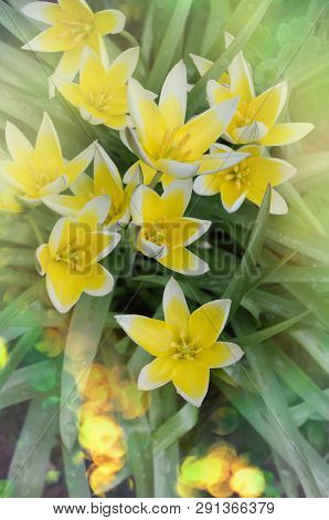 Tulipa Tarda Growing In Garden