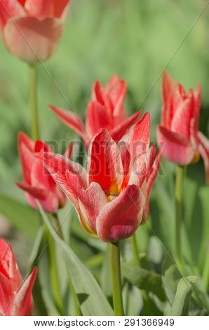 Beautiful Red Tulip With Stripe