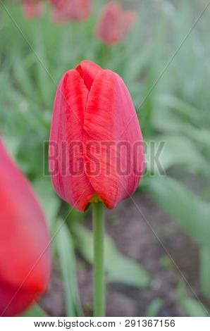 Red Beautiful Tulip