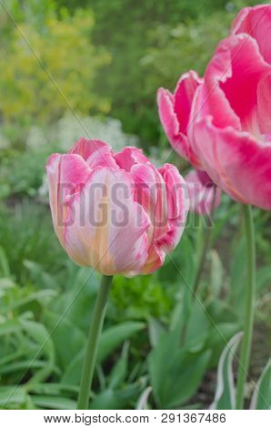 Pink Parrot Tulip