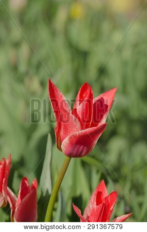 Beautiful Tulip With Stripe. Aladdins  Flower Tulip