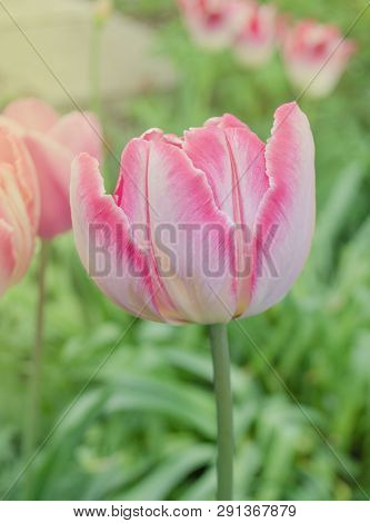 Pink Beautiful Parrot Tulip Flowers In Garden