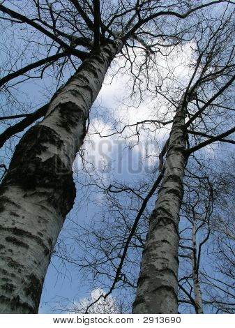 Birch Trees