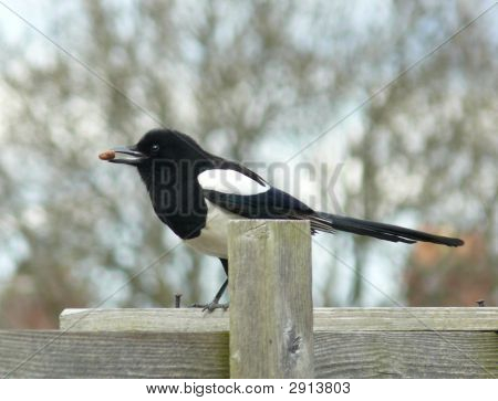 magpie กับถั่วลิสงบนไม้