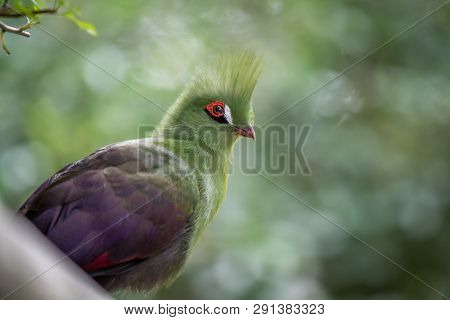 Knysna's Turaco On A Branch In The Forest.