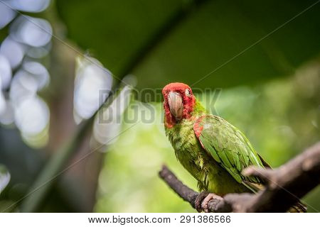 Red Headed Conure On A Branch In The Forest.