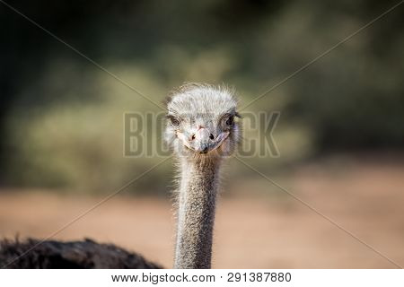 Close Up Of An Ostrich Head In Africa.