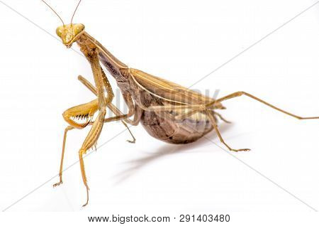 Wandering Violin Mantis, Gongylus Gongylodes, In Front Of White Background