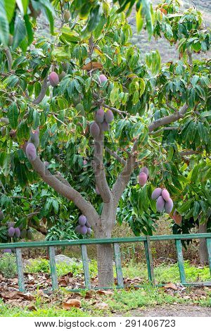 Tropical Mango Tree With Big Ripe Mango Fruits Growing In Orchard On Gran Canaria Island, Spain. Cul