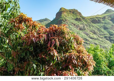 Tropical Mango Tree Growing In Orchard On Gran Canaria Island, Spain. Cultivation Of Mango Fruits On