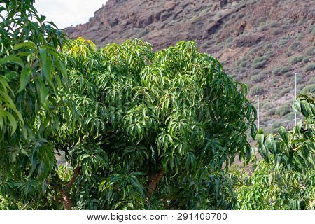 Tropical Mango Tree Growing In Orchard On Gran Canaria Island, Spain. Cultivation Of Mango Fruits On