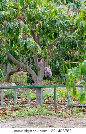 Tropical Mango Tree With Big Ripe Mango Fruits Growing In Orchard On Gran Canaria Island, Spain. Cul