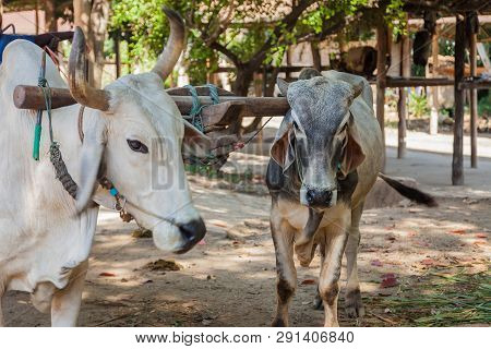 Two Oxen That Are Harnessed To An Oxcart