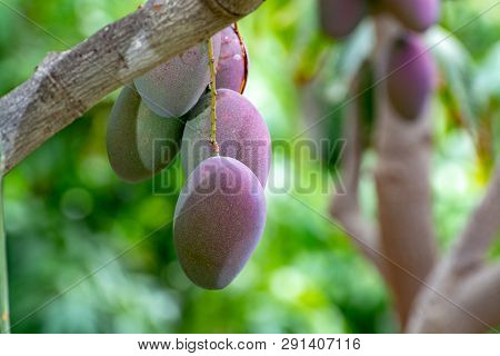 Tropical Mango Tree With Big Ripe Mango Fruits Growing In Orchard On Gran Canaria Island, Spain. Cul
