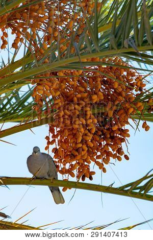 Bunch Of Barhi Dates Fruits Growing On Palm Tree And Grey Canarian Laurel Pigeon Endemic Bird
