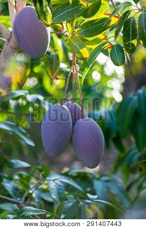 Tropical Mango Tree With Big Purple Ripe Mango Fruits Growing In Orchard On Gran Canaria Island, Spa