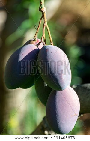 Tropical Mango Tree With Big Ripe Mango Fruits Growing In Orchard On Gran Canaria Island, Spain. Cul