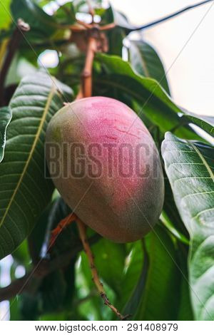 Tropical Mango Tree With Big Ripe Mango Fruits Growing In Orchard On Gran Canaria Island, Spain. Cul