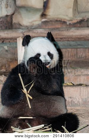 The Great Panda (ailuropoda Melanoleuca), Also Giant Panda Or Panda Bear, Is A Mammal Of The Bear Fa