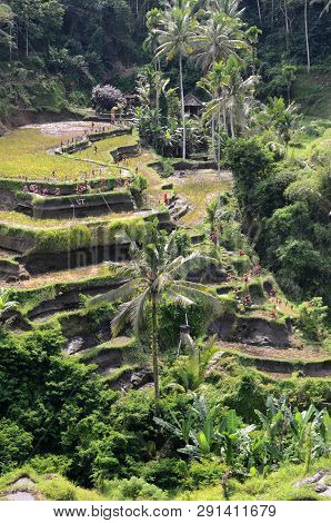 Tegalalang Rice Terraces In Ubud, Bali. Tegalalang Rice Terrace Is One Of The Famous Tourist Objects