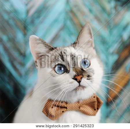 White Fluffy Blue-eyed Cat In Bow Tie. Close Portrait On Turquoise Wooden Textural Background. Fashi